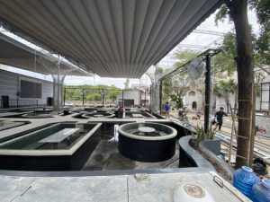 Làm mái che hồ cá bền đẹp sang trọng đẳng cấp